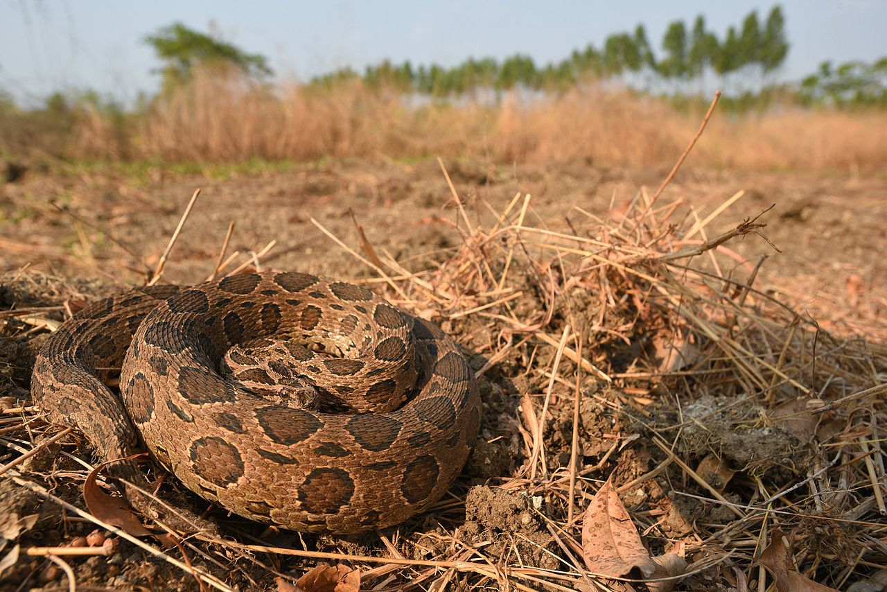 Vipera lui Russell (Daboia russelli), cea mai periculoasă viperă din sudul Asiei