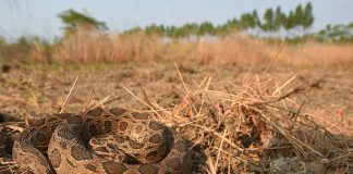Vipera lui Russell (Daboia russelli), cea mai periculoasă viperă din sudul Asiei