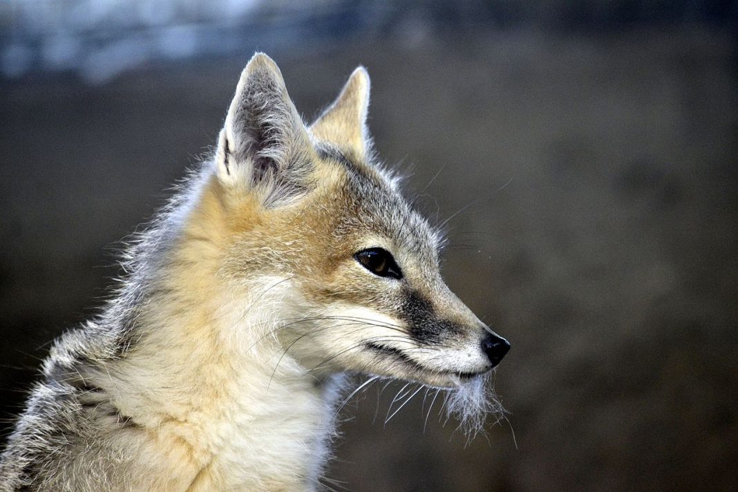 Vulpea rapidă (Vulpes velox), un carnivor din regiunile de câmpie
