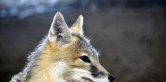 Vulpea rapidă (Vulpes velox), un carnivor din regiunile de câmpie