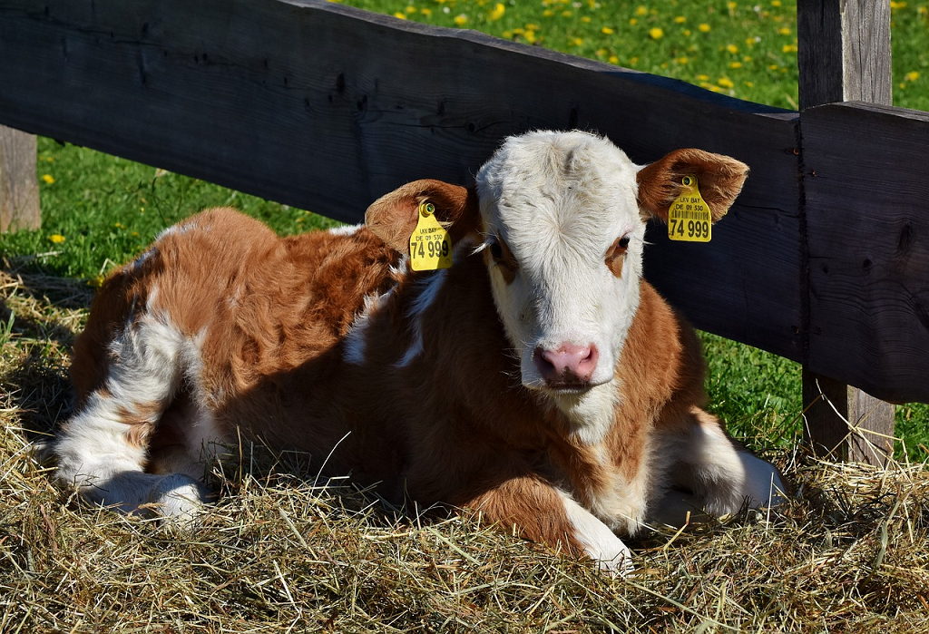 vaca domesticita