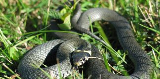 Șarpele de iarbă (Natrix natrix), cea mai răspândită specie din Europa