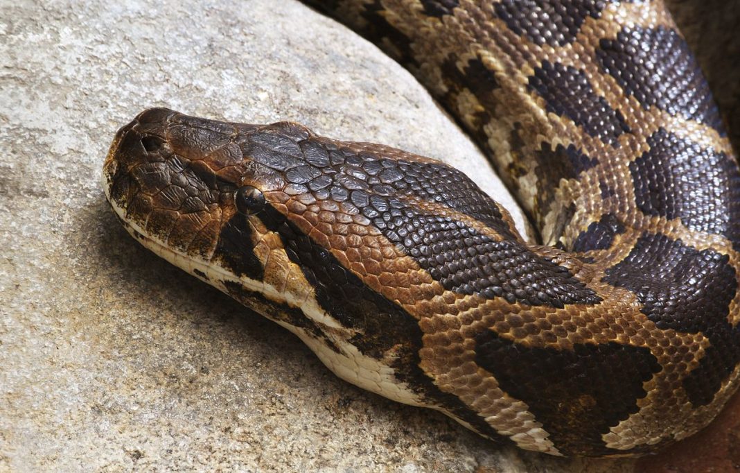 Șarpele-tigru (Python molurus), face parte din familia pitonilor