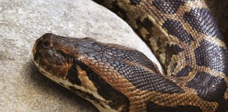 Șarpele-tigru (Python molurus), face parte din familia pitonilor