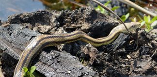 Șarpele-șobolan comun (Elaphe obsoleta), trăiește în regiunile împădurite