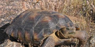 Țestoasa de deșert (Gopherus agassizii), trăiește în regiunile deșertice