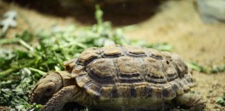 Țestoasa pistruiată (Homopus signatus) – Cea mai mică țestoasă din lume