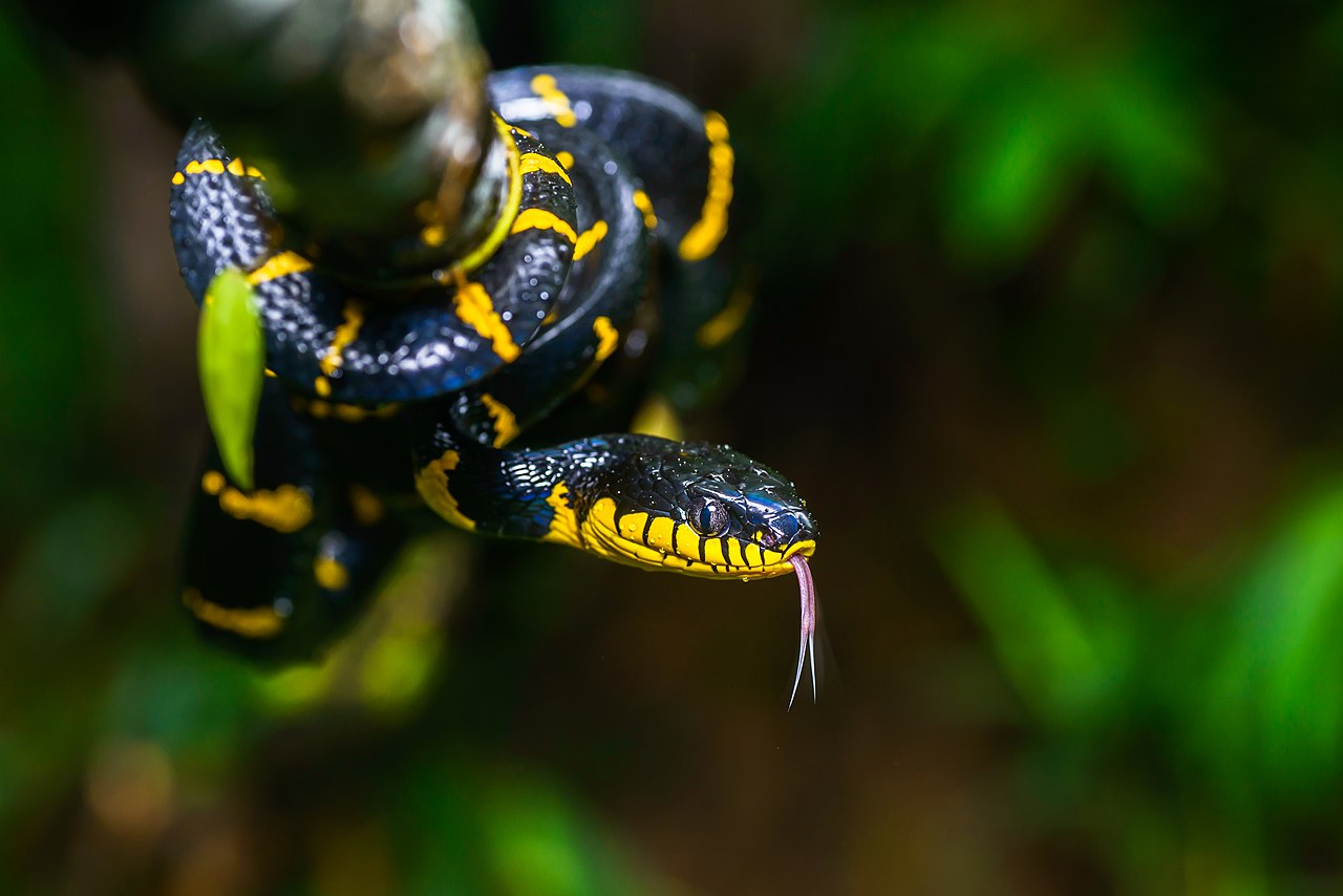 Șarpele de mangrove (Boiga dendrophila), o specie veninoasă