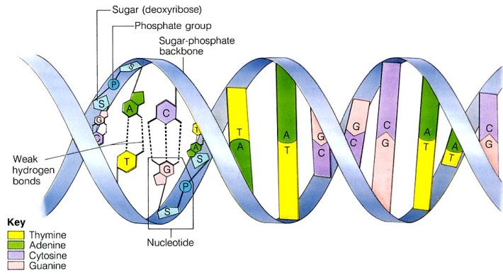 ADN-ul si fosforul, Foto: astrodidyouknow.blogspot.com