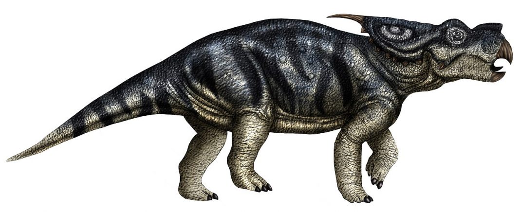 Achelousaurus, dinozaurul erbivor descoperit în America de Nord
