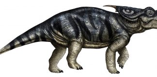 Achelousaurus, dinozaurul erbivor descoperit în America de Nord