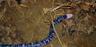 Afisbena negru cu alb (Amphisbaena fuliginosa), o specie ce trăiește în vizuine