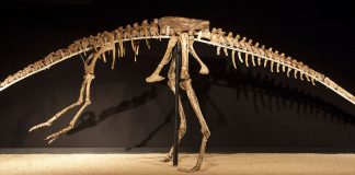 Anserimimus, animalul preistoric din Cretacic care mănâncă ouăle și puii altor dinozauri