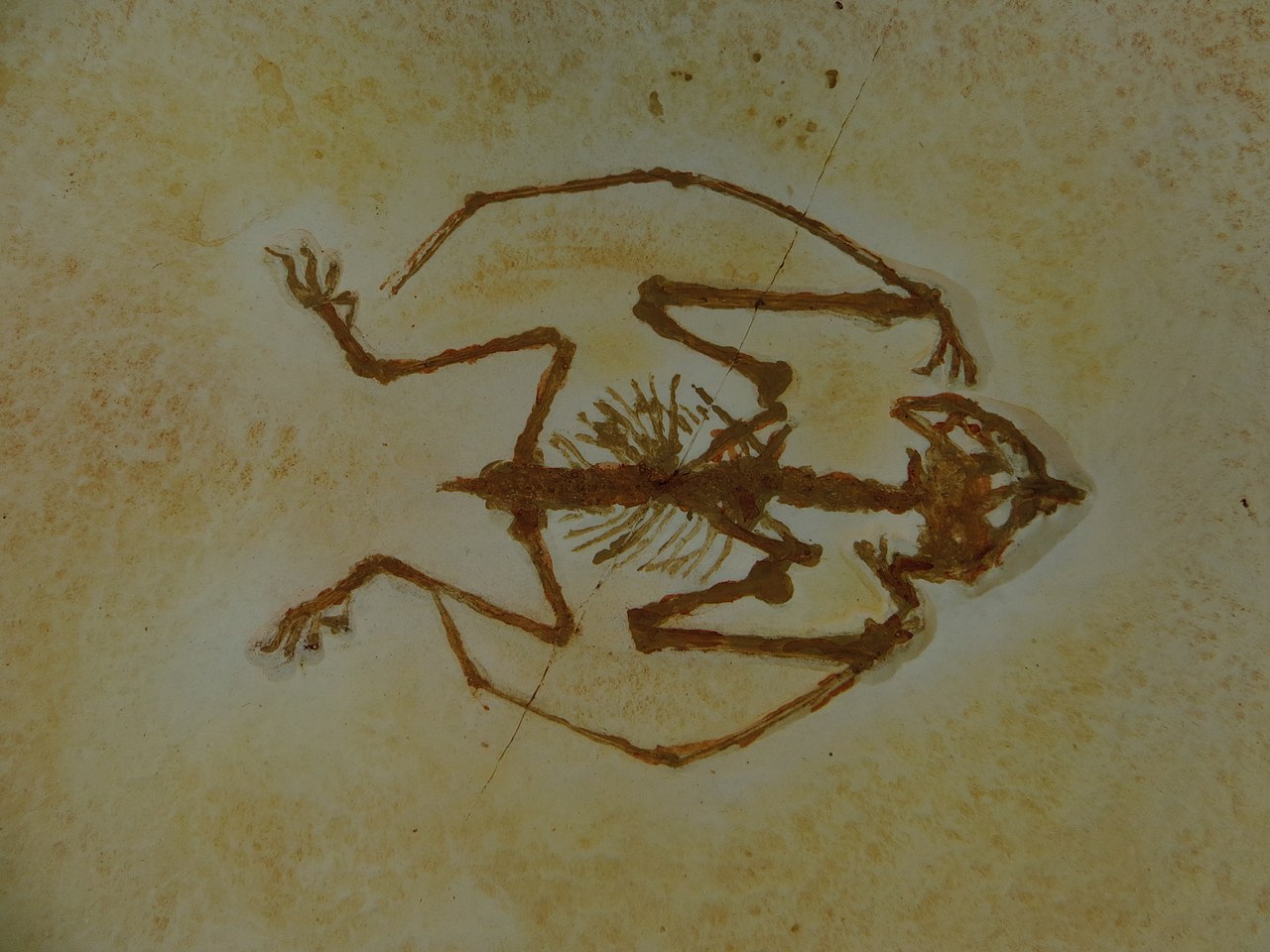 Anurognathus