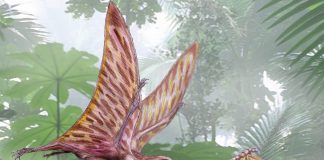 Anurognathus, cel mai mic dinozaur zburător și un mare vânător de