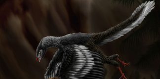 Archaeopteryx, pasărea preistorică din Jurasicul superior