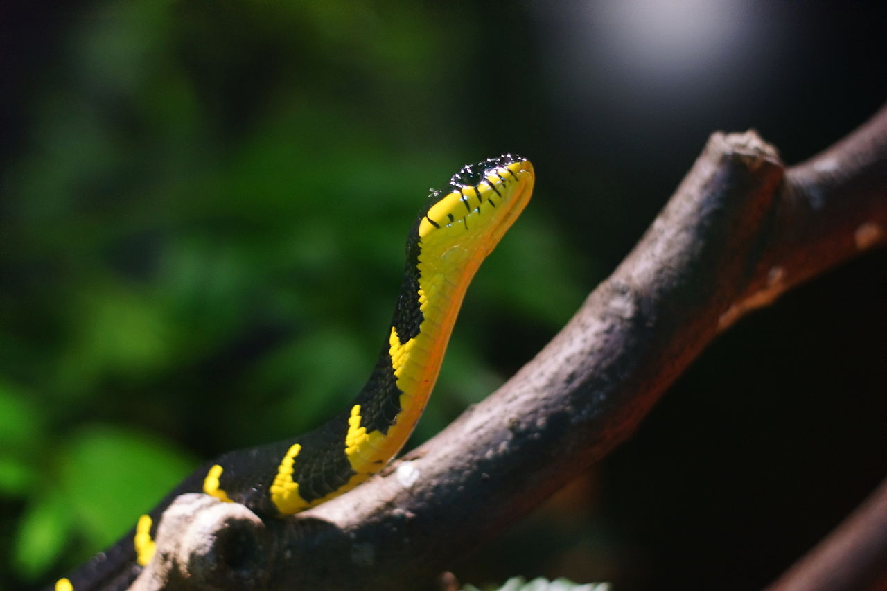 Boiga dendrophila