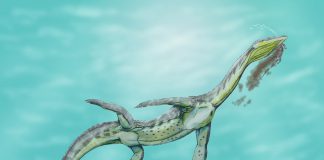 Ceresiosaurus, o șopârlă hibridă care a trăit în Triasicul mijlociu