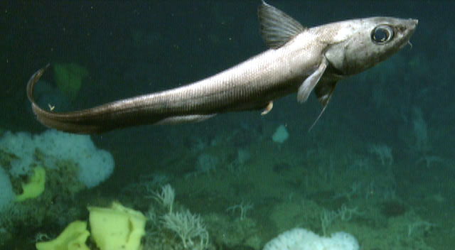 Coryphaenoides acrolepis, Foto: diark.org Coryphaenoides acrolepis, Foto: diark.org