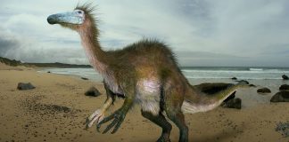 Deinocheirus, unul dintre cei mai înalți și mai rapizi dinozauri