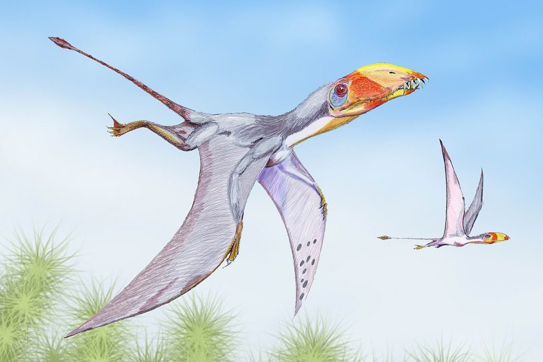 Dimorphodon macronyx - Primul dinozaur zburător din Jurasic