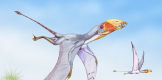 Dimorphodon macronyx - Primul dinozaur zburător din Jurasic