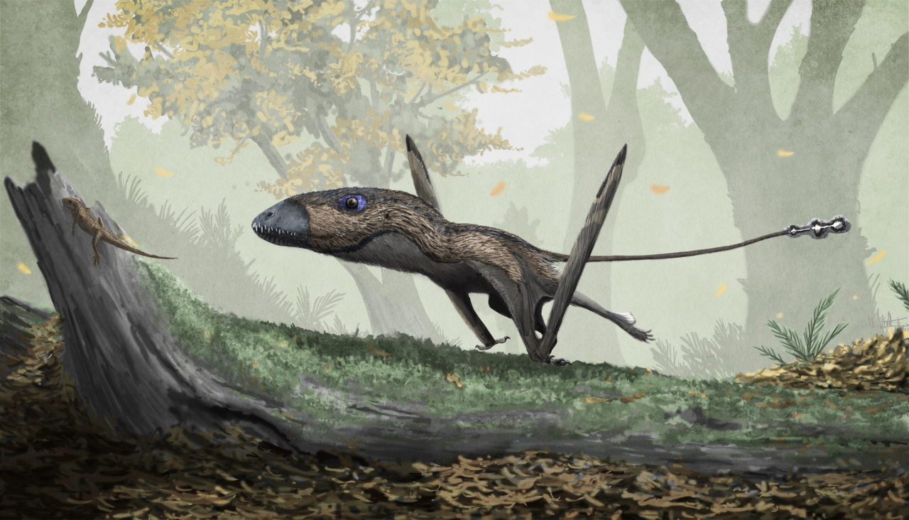 Dimorphodon macronyx
