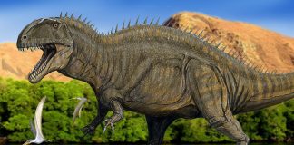 Dinozaurul Acrocanthosaurus, numit ,Reptila cu țepi mari
