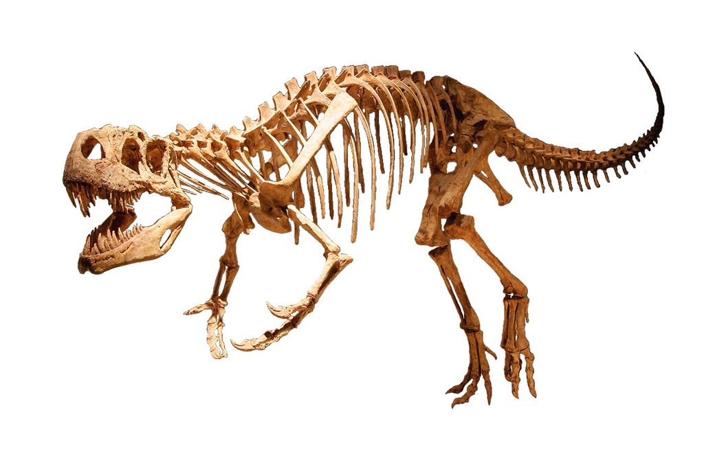 Dinozaurul Afrovenator