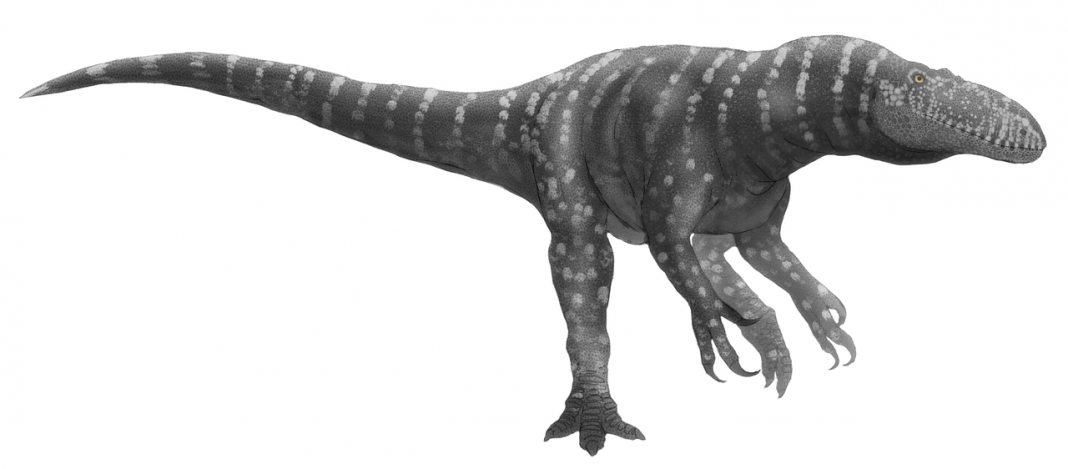 Dinozaurul Afrovenator, un vânător din Africa