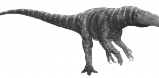 Dinozaurul Afrovenator, un vânător din Africa