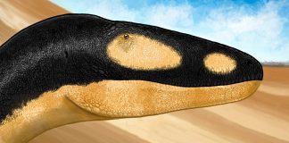 Dinozaurul Alectrosaurus descris de paleontologul american Charles W. Gilmore