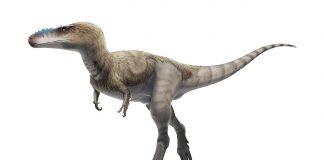 Dinozaurul Alioramus, un mare carnivor descoperit în Mongolia