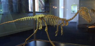 Dinozaurul Alvarezsaurus, clasat în grupul păsărilor primitive