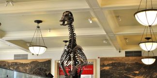 Dinozaurul Anatotitan, uriașul erbivor din Cretacicul superior face parte din familia Hadrosaur