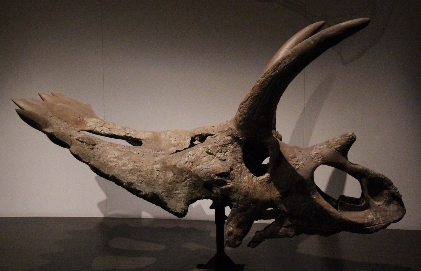 Dinozaurul Anchiceratops ornatus