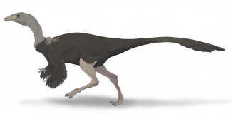 Dinozaurul Archaeornithomimus, un omnivor care a trăit în era Mezozoică
