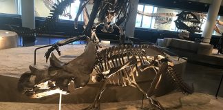 Dinozaurul Avaceratops descoperit în Montana