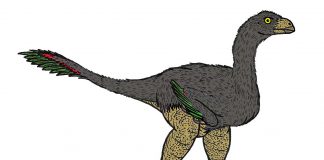 Dinozaurul Avimimus din era Mezozoică se asemăna cu o pasăre