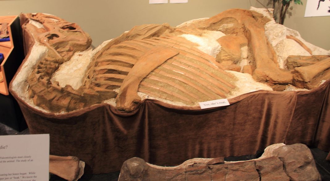 Dinozaurul Brachylophosaurus cu creastă descoperit în Alberta Dinozaurul Brachylophosaurus cu creastă descoperit în Alberta