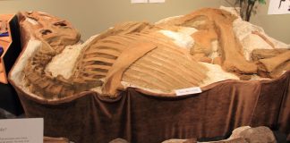 Dinozaurul Brachylophosaurus cu creastă descoperit în Alberta