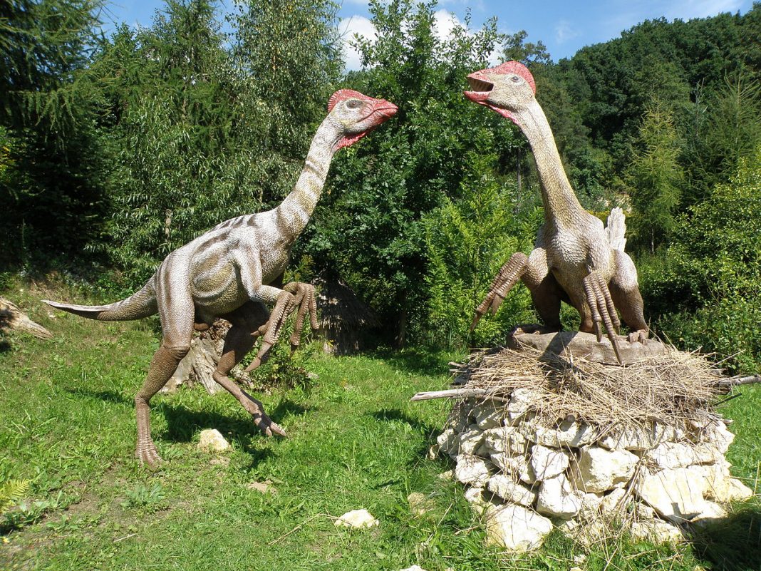 Dinozaurul Chirostenotes avea o creastă osoasă pe cap Dinozaurul Chirostenotes avea o creastă osoasă pe cap