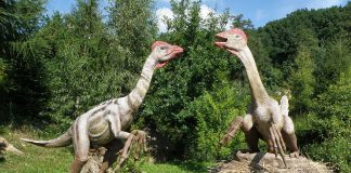 Dinozaurul Chirostenotes avea o creastă osoasă pe cap