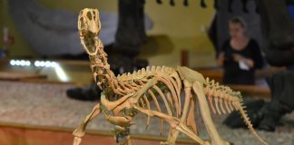 Dinozaurul Conchoraptor, cel mai hoț animal preistoric din lume