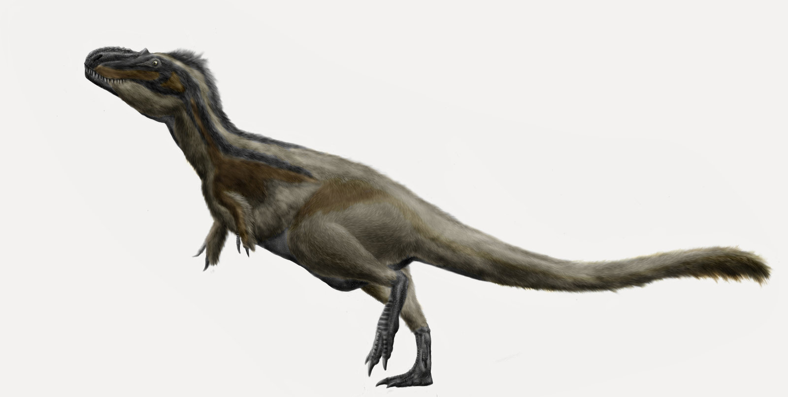 Dinozaurul Daspletosaurus torosus descoperit în Alberta