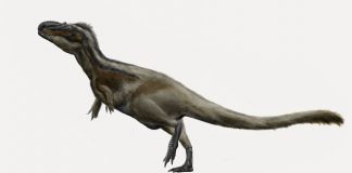 Dinozaurul Daspletosaurus torosus descoperit în Alberta