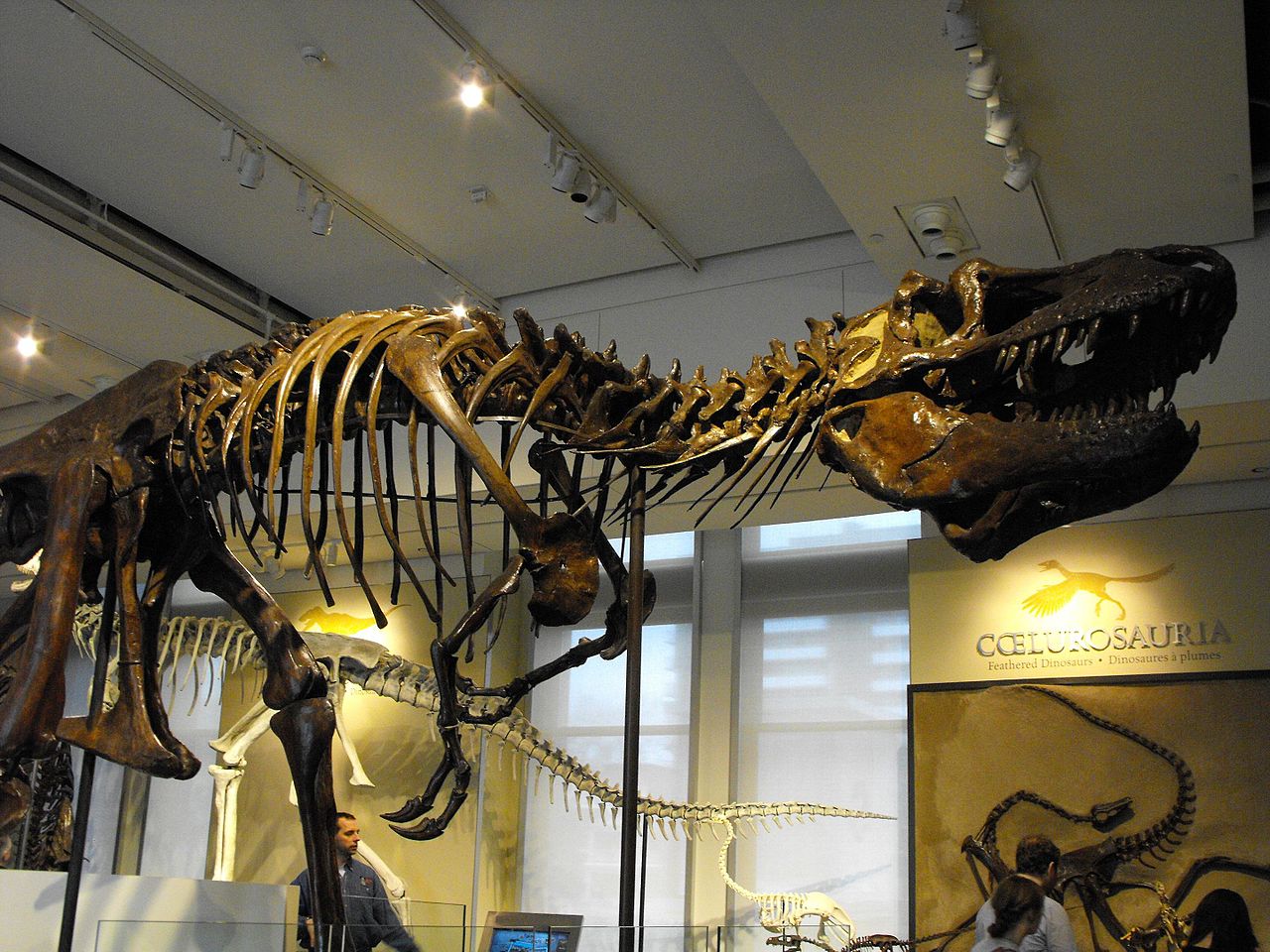 Dinozaurul Daspletosaurus torosus