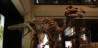 Dinozaurul Edmontosaurus descris de paleontologul canadian Lawrence Lambe