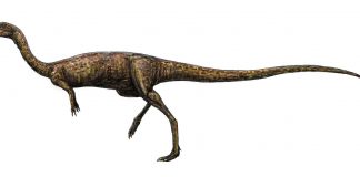 Dinozaurul Elaphrosaurus din Africa, un vânător agil și rapid