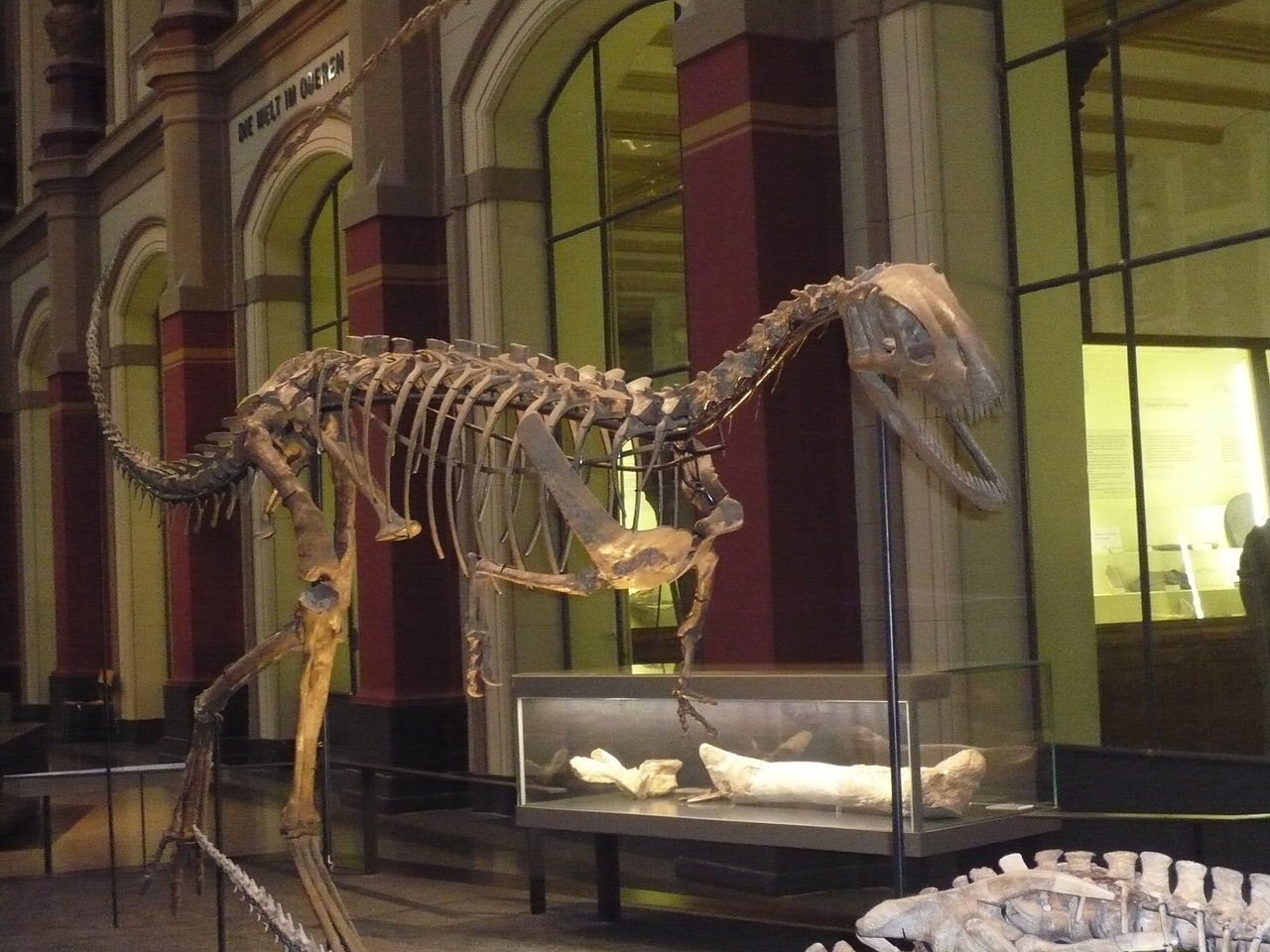 Dinozaurul Elaphrosaurus